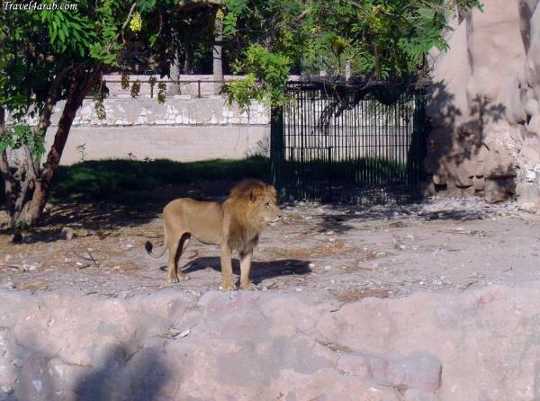 حديقة حيوان الاسكندرية تستقبل زوارها  فى العيد بعرض أوكروباتى 