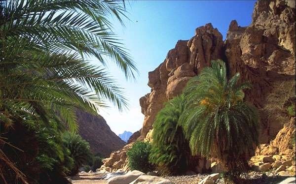 البيئة: 12.5 مليون جنيه لتطوير محميات جنوب سيناء
